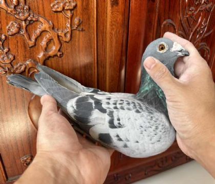 ̨Ϻِfِղɭ˹XW.ՠ˹