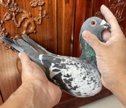 ̨󱱅^xِСϿXƿm