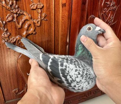 Έu֮߼c] PC16ȡW.ՠ˹