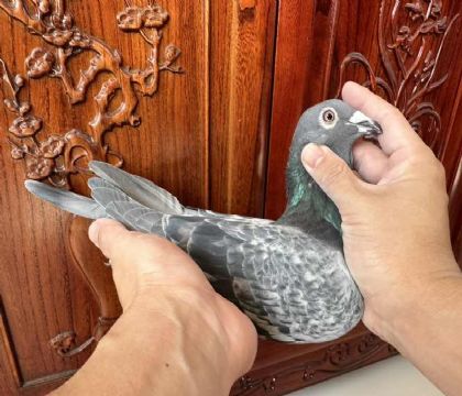 ̨Ϻِfِ˹.TѪPC109