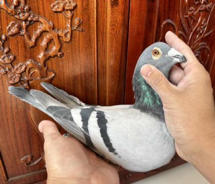 ̨󱱅^ِxِw.SһһѪ