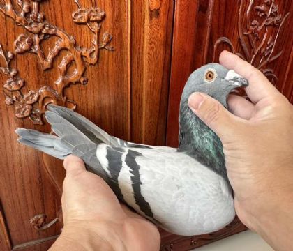 ̨󱱅^ƽϕِձɽXwȡ