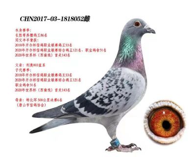 母:長(zhǎng)勝寄養(yǎng)棚鴿王8