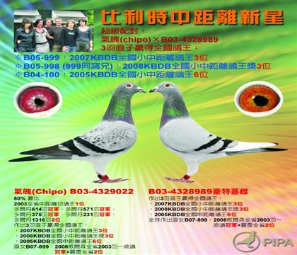 大銘鴿氣魄號(hào):B03-4329022