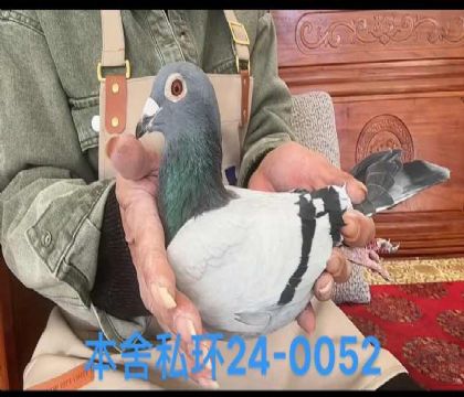 金姆半兄弟直子0052