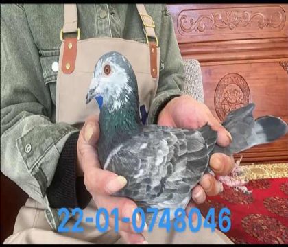 基特爾麒麟花雄8046