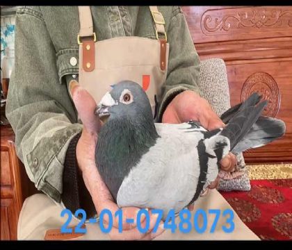 蓋比齊婭娜直孫8073