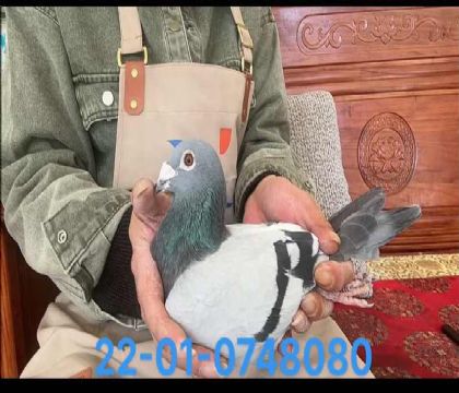 獨(dú)眼基特爾雄8080