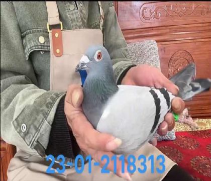 奶酪愛力克直孫8313