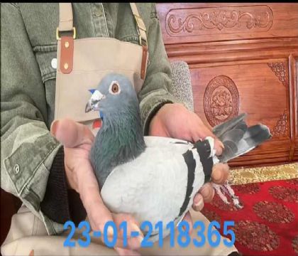 瑞克奶酪098X尼爾森8365