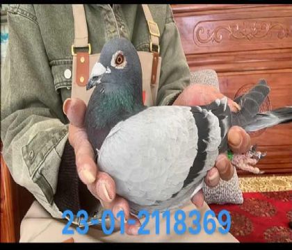 基特爾極度近血雄8369