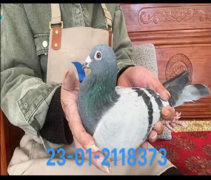 尼爾斯x灰斯達(dá)夫8373