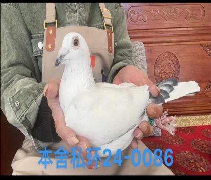 喬斯托內(nèi)0086