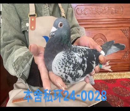 迪克凡戴克0028