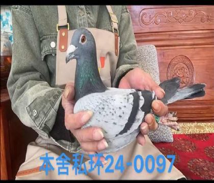 范登布克基特爾回血雄0097