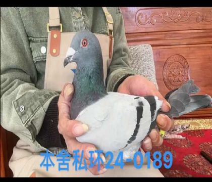 私環(huán)范登布克格里佩直孫0189