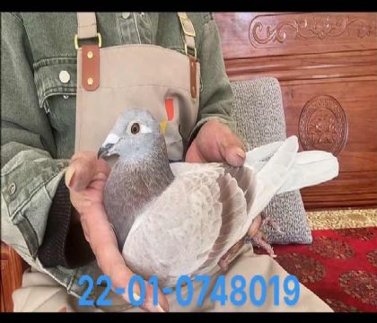 范登布克基特爾紅雌8019