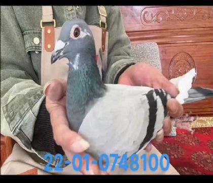 基特爾奇跡號雌8100