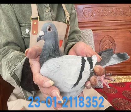 凡戴克迪卡普里奧雌8352