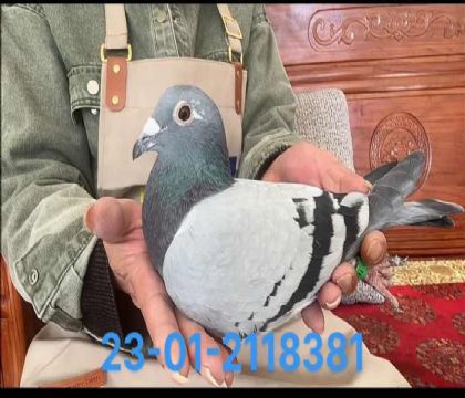 基特爾近親回血雌8381