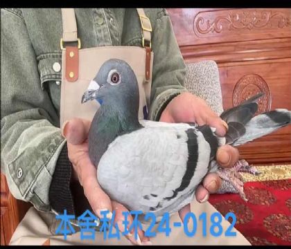 私環(huán)閃光羅密歐孫女0182