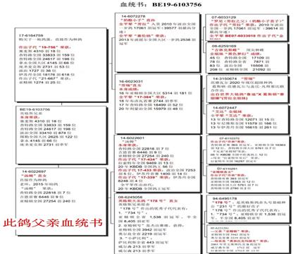 此鴿父親血統(tǒng)書