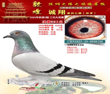 敦煌诚翔决赛251名