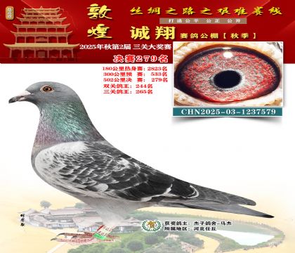 敦煌诚翔决赛279名