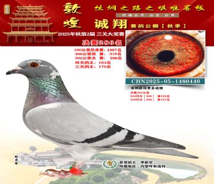 敦煌诚翔决赛286名