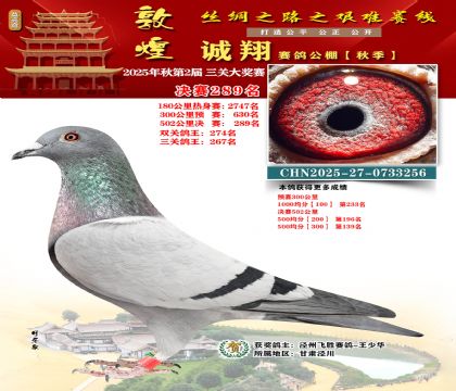 敦煌诚翔决赛289名