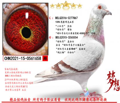 范登布克“小紅號(hào)直孫X好紅號(hào)直孫女”