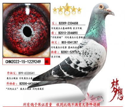 (工棚首選)閃電桑杰士鉆石種雄