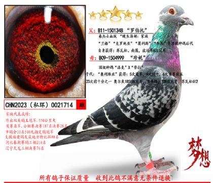 本舍桑杰士鉆石種雄