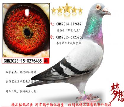 桑杰士鴿王之王(頂級(jí)種雄)