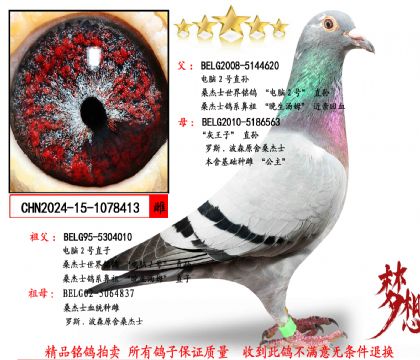 頂級(jí)桑杰士超級(jí)種雌