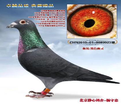 天津皓翔賽鴿公棚(春棚)300公里預(yù)賽259名 雄