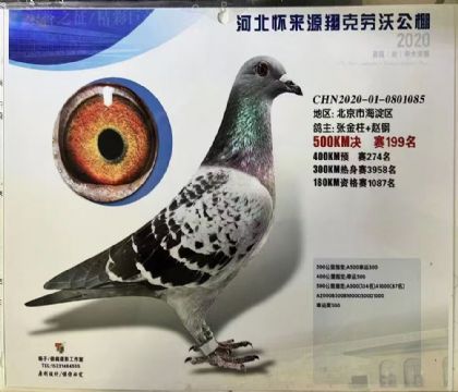 河北懷來源翔克勞沃公棚500公里決賽199名 雌