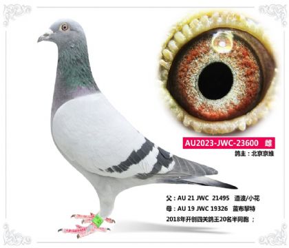 北京京維----道波/小花600 雌