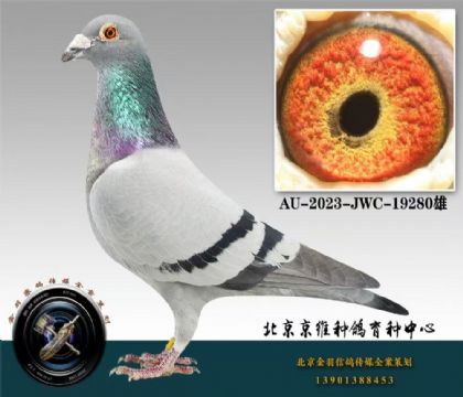 北京京維----里奧280 雄