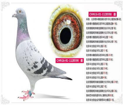 北京豐臺鴿會全市聯(lián)翔豐臺賽區(qū)81名 雌