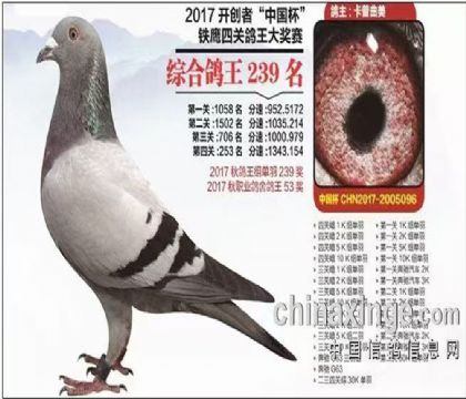 曲美--北京開創(chuàng)者-中國杯四關(guān)綜合鴿王239名 雄