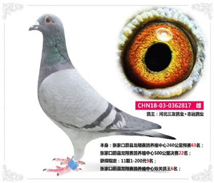 張家口蔚縣龍翔賽鴿養(yǎng)殖中心雙關(guān)鴿王6名 雌