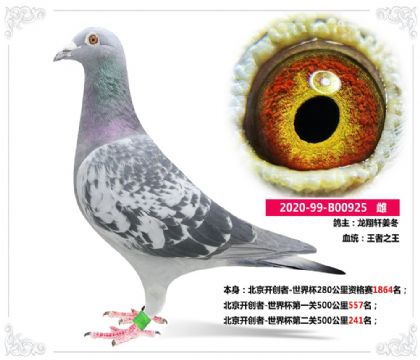 北京開創(chuàng)者-世界杯第二關(guān)500公里241名 雌