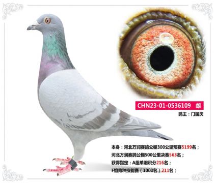 河北萬潤賽鴿公棚500公里決賽563名 雌