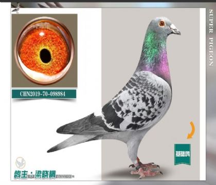 梁曉瞞鴿業(yè)---開創(chuàng)總冠軍外孫984 雄