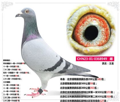 北京紅吉利賽鴿俱樂部特比環(huán)雙關(guān)綜合127名 雌