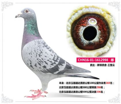 北京玉翅通達(dá)賽鴿公棚500公里決賽336名 雌