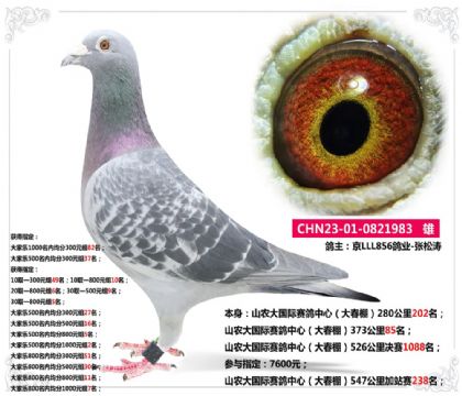 山農(nóng)大國際賽鴿中心(大春棚)547公里加站賽238名