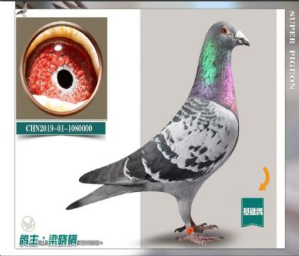 梁曉瞞鴿業(yè)---開創(chuàng)者三關(guān)總冠軍直子000 雄