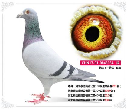 河北泰達(dá)賽鴿公棚第三關(guān)500公里134名 雄